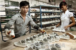 Chuẩn bị tốt nguồn nguyên phụ liệu để phát triển bền vững ngành da giày